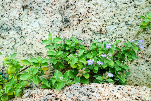 light blue flower on plant and sandstone granite near beach photo