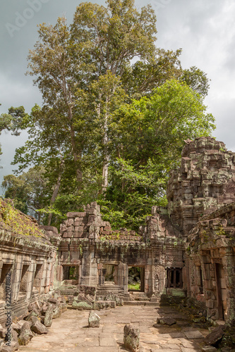 Tree overshadowing ancient temple