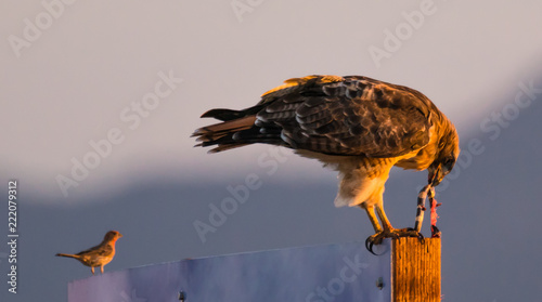 A Red Tailed Hawk Eating a Snake at Sunset photo