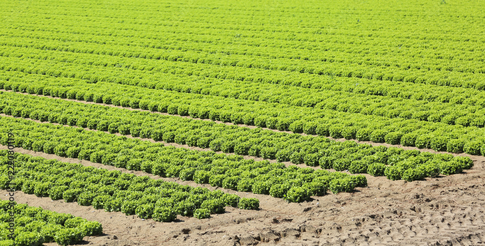 intensive cultivation of fresh green lettuce in the very fertile intensive cultivation of fresh green lettuce in the very fertile