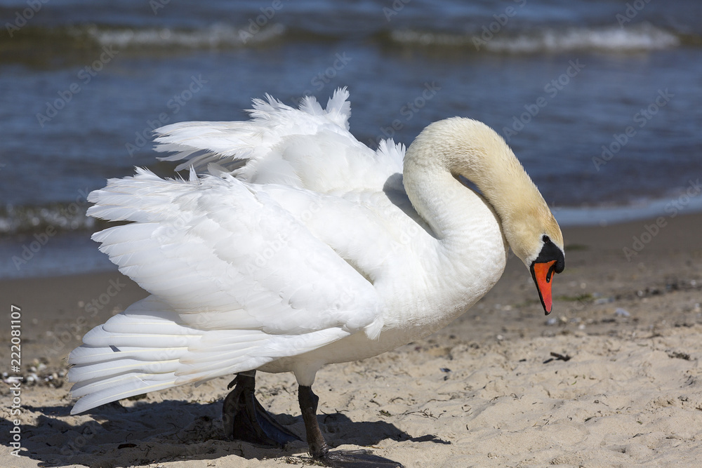 Fototapeta premium A beautiful white swan on a sandy beach in Sopot, Poland.