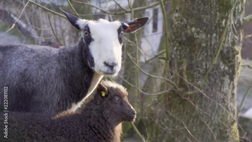 Norwegian breed sheep and lamb standing_slomo photo