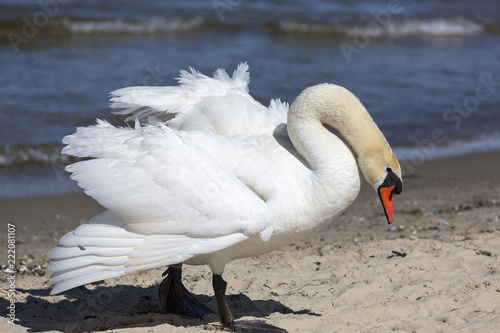 A beautiful white swan on a sandy beach in Sopot, Poland.