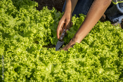 cultivation and harvesting of lettuce irrigation