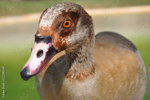 duck photo