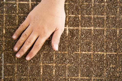 lettuce seed cultive hand farm photo