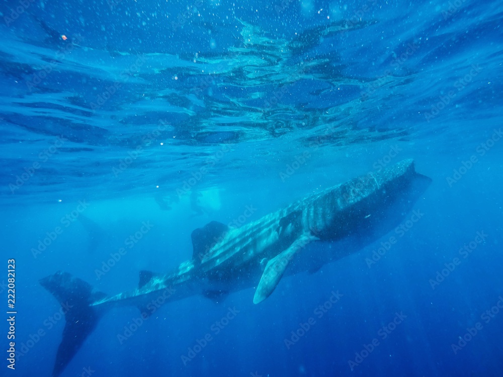Fototapeta premium deep sea