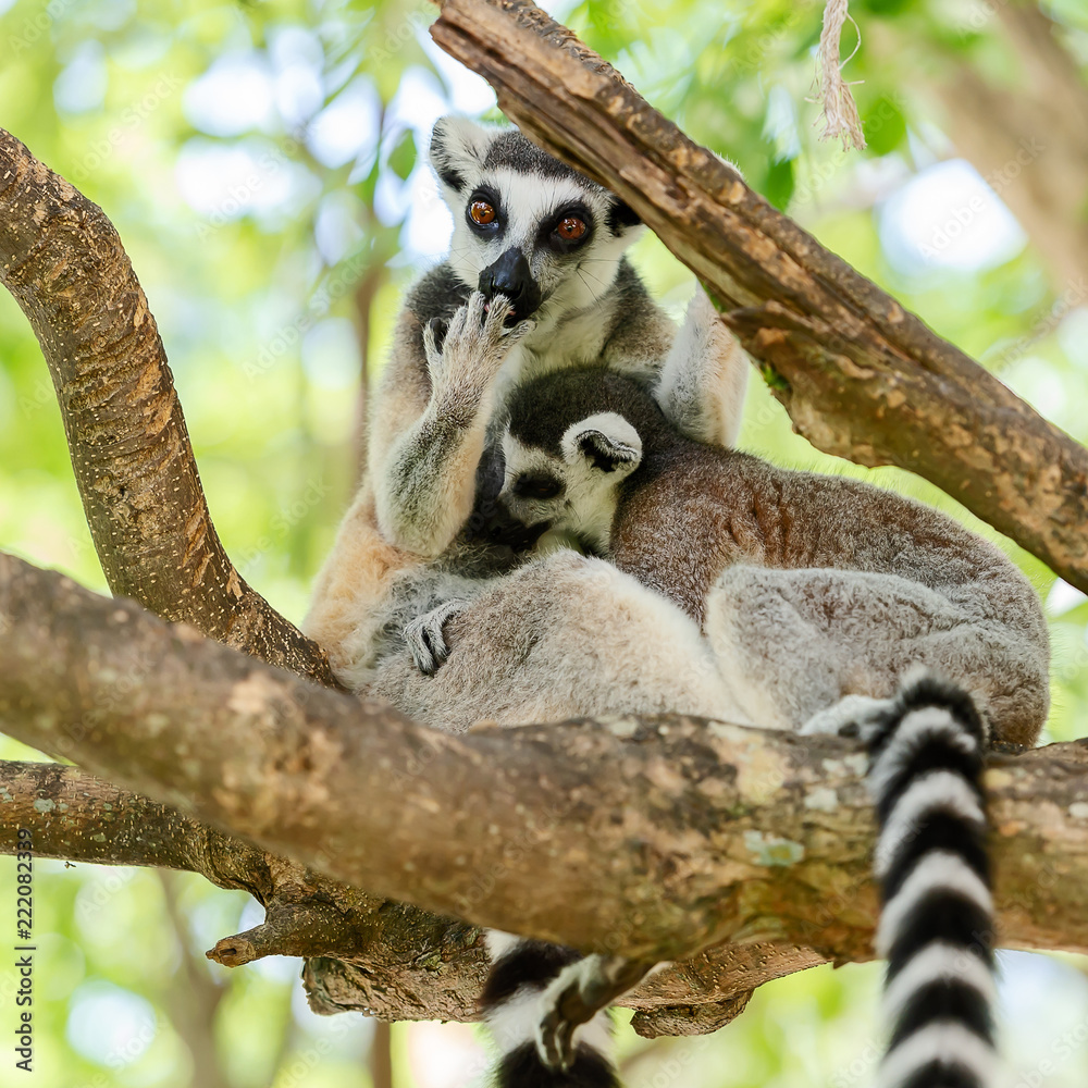 Fototapeta premium Ring-tailed lemur.