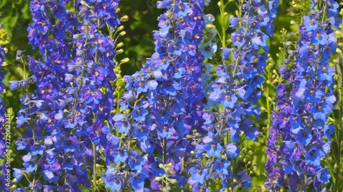 Blue flowers delphinium in the wind. Larkspur