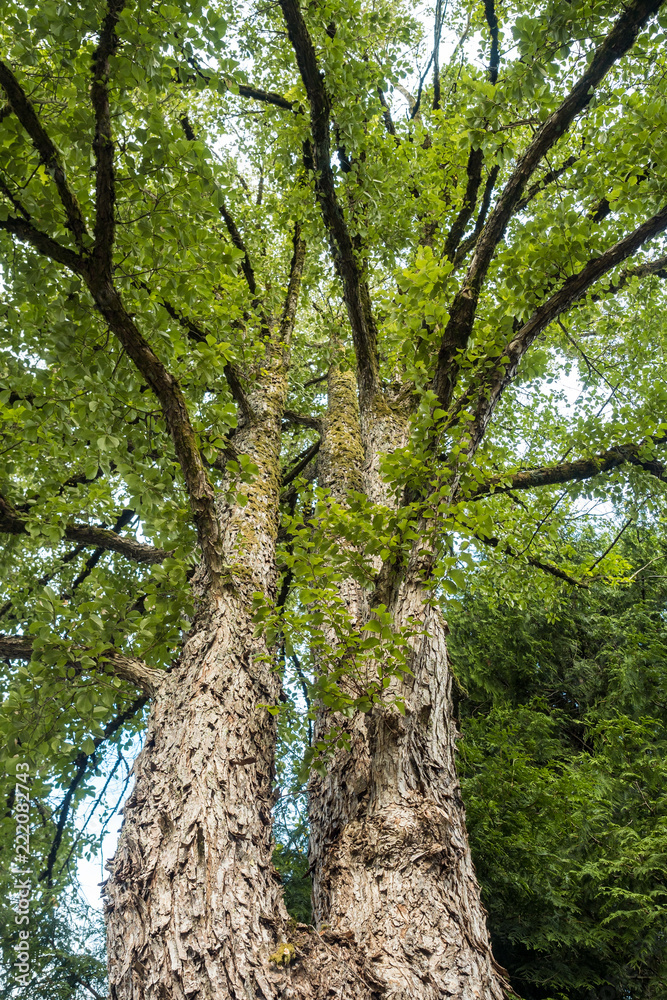 Fototapeta premium strong thick tree trunks under the green foliage in the forest view from below