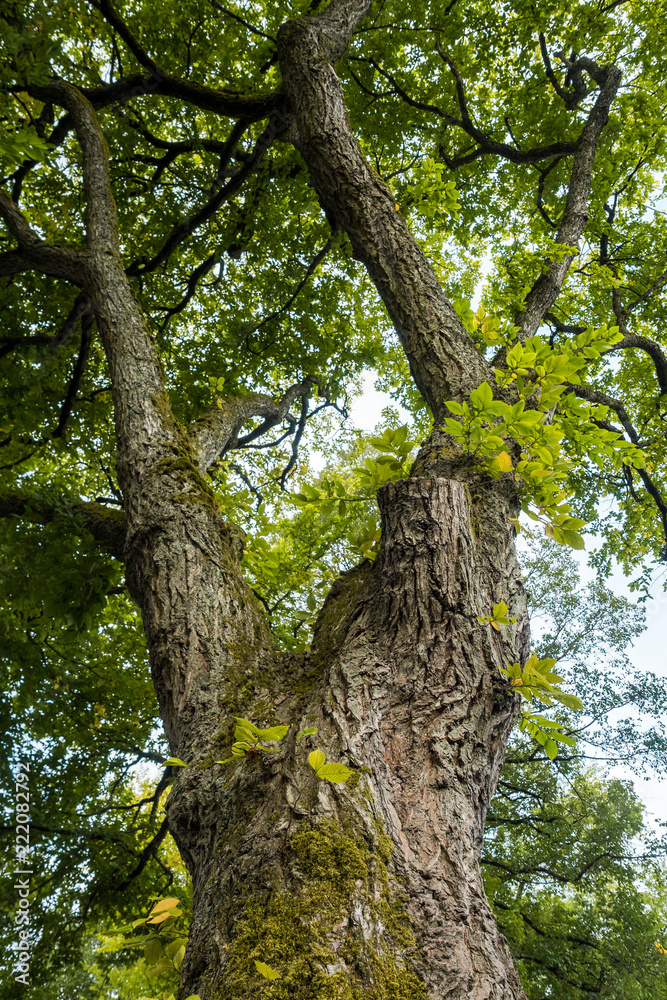 strong thick tree trunks under the green foliage in the forest view from below strong thick tree trunks under the green foliage in the forest view from below