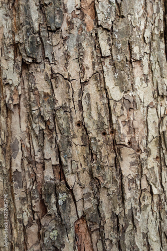 Fototapeta Naklejka Na Ścianę i Meble -  texture background of rough tree bark 