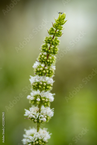 white flower grow layer by layer on a thin branch with blurry background © Yi