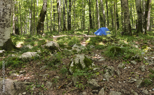 Blue tourist tent is located in a bright green birch forest