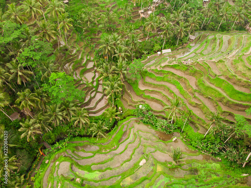 Rice Terrace, Tegalalang, Bali, Ubud, Indonesia, drone, aerial,