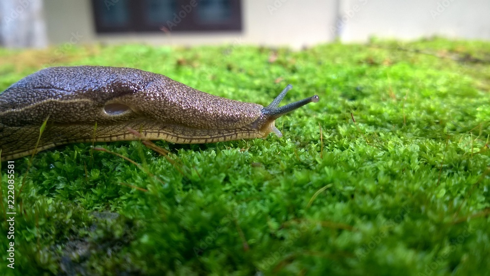 Naklejka premium snail 