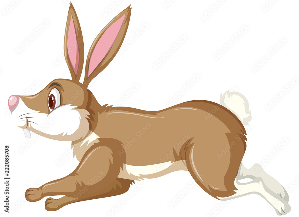 Fototapeta premium Running brown rabbit white background