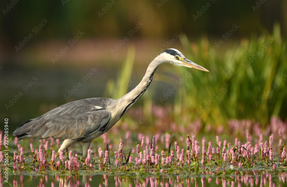 Fototapeta premium Grey heron (Ardea cinerea)