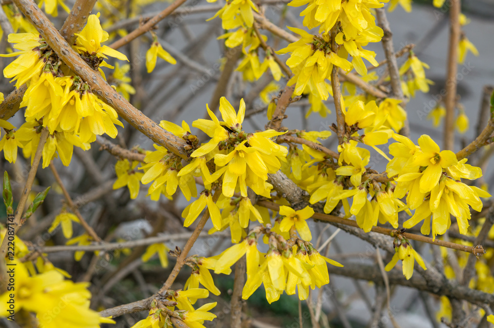 Ornamental shrub forsythia europaea blooming in spring garden, plant with yellow flowers Ornamental shrub forsythia europaea blooming in spring garden, plant with yellow flowers