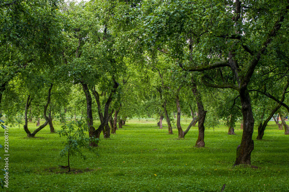 Beautiful apple tree garden on sunny summer day in Kolomenskoye, Moscow Beautiful apple tree garden on sunny summer day in Kolomenskoye, Moscow