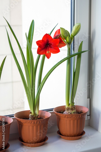Potted amaryllis bulbs on window sill, blooming red hippeastrums in spring time, decorative houseplants with beautiful flowers
