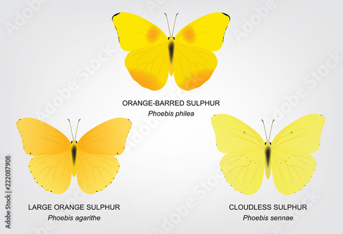 Butterfly Sulphur Set Vector Illustration