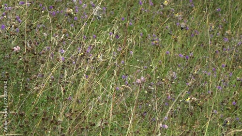 A large gathering of goldfinch feeding on knapweed seeds, among the flowering Devils bit scabious on the disused railway track at Smardale Nature Reserve Cumbria. photo