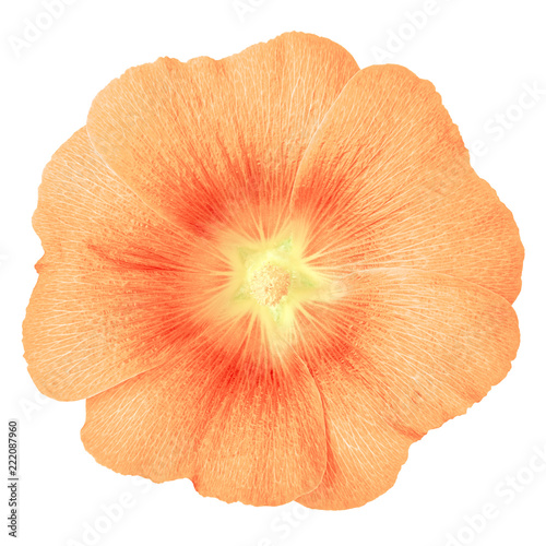 coral red flower lavatera isolated on white background. Flower bud close up. Nature.