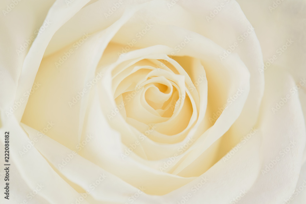 One white rose close-up. Macro photo, beautiful floral background. One white rose close-up. Macro photo, beautiful floral background.