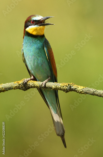 European bee eater (Merops apiaster)