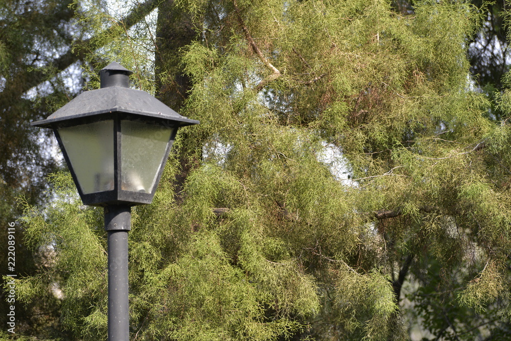 Forest lamp Forest lamp