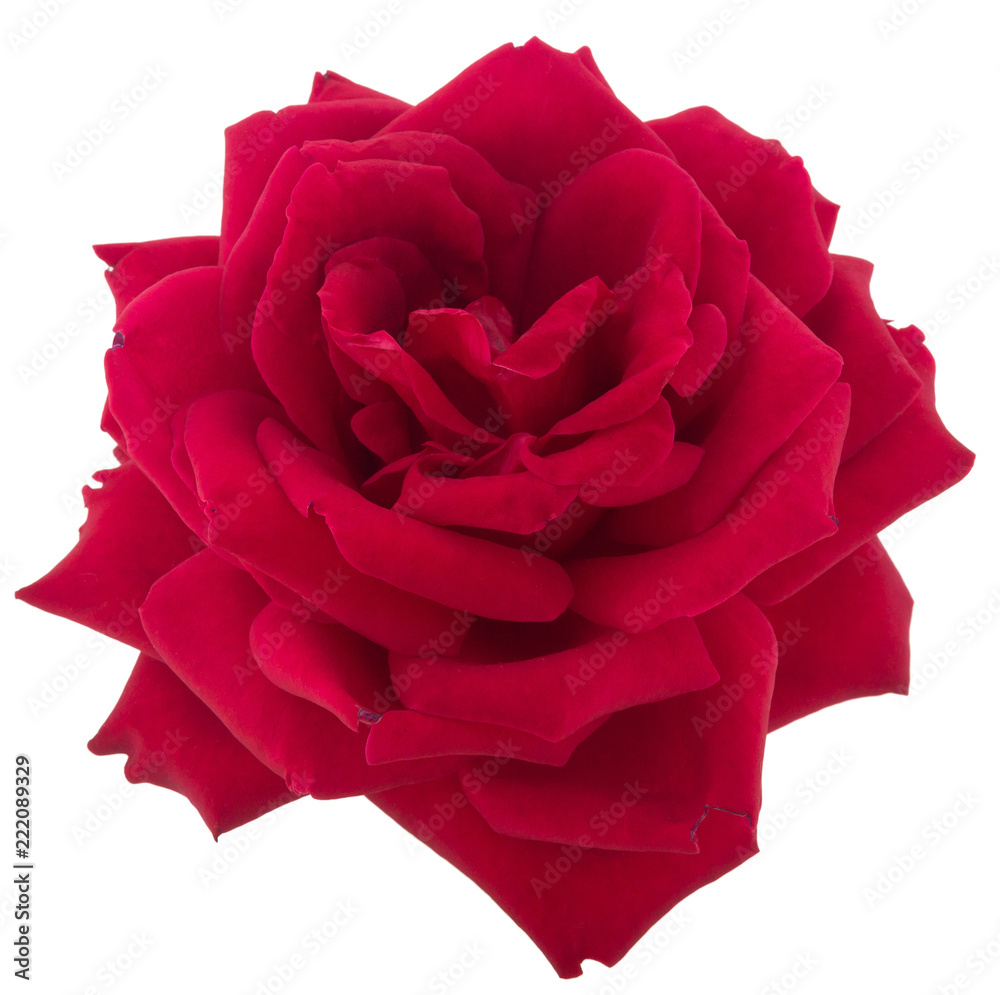 Fototapeta premium Rose flower on a white background