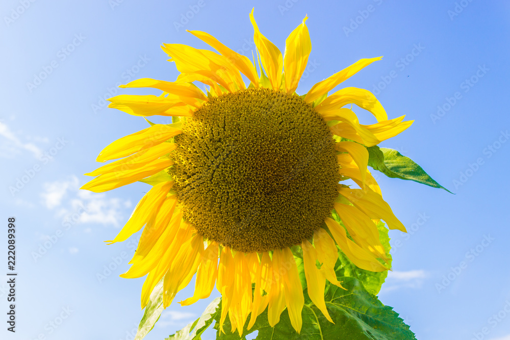 Fototapeta premium Sunflower on the sky background