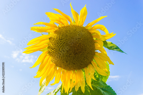 Fototapeta Naklejka Na Ścianę i Meble -  Sunflower on the sky background