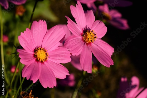 Pink Flower