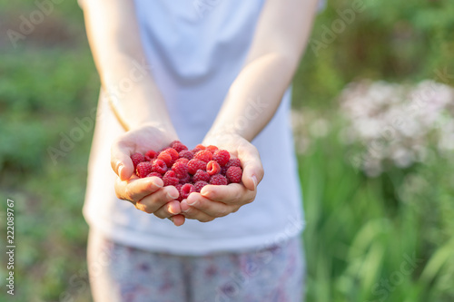 Concept of seasonal harvest. Close up photo of girl holds open hands palm with sweet raspberry berries in front of her