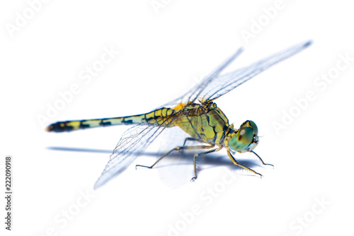 A female blue ground skimmer or Diplacodes trivialis dragonfly isolated on white background © phichak
