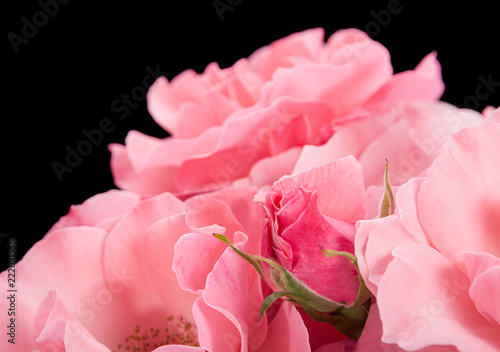 Fototapeta Naklejka Na Ścianę i Meble -  Pink wild rose flower