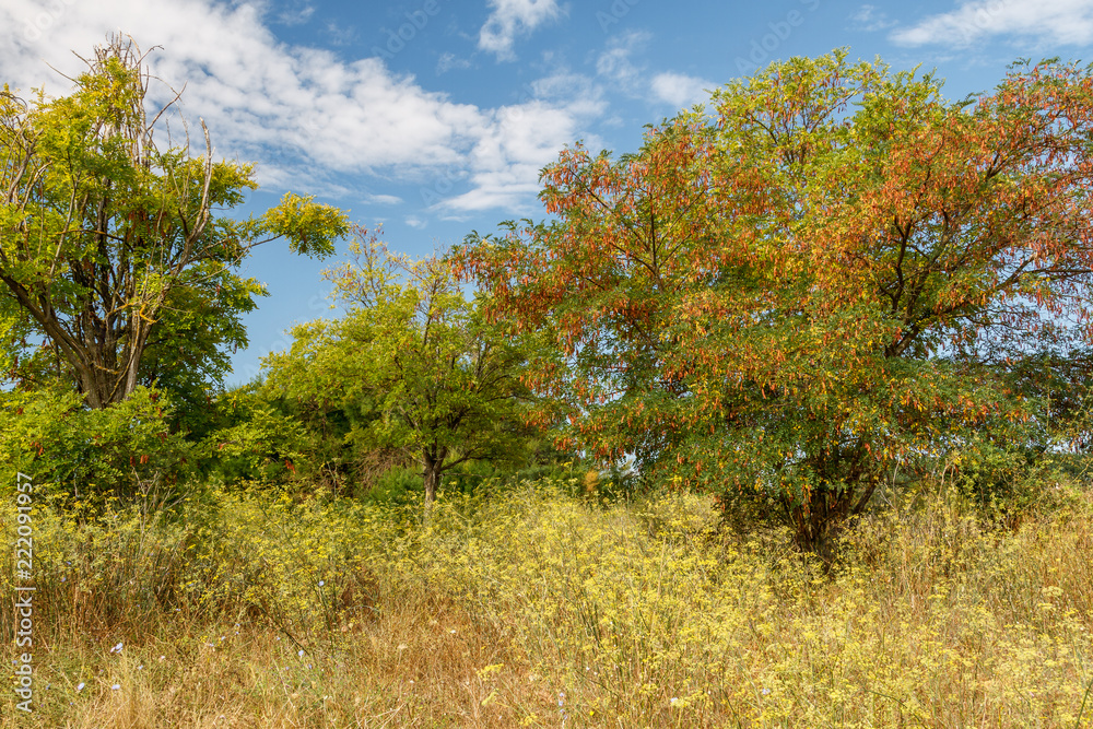 Paisaje con falsas acacias. Robinia pseudoacacia. Paisaje con falsas acacias. Robinia pseudoacacia.