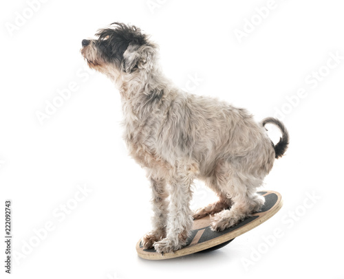 Картината върху платно old tibetan terrier