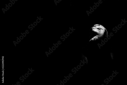 eagle isolated on black background