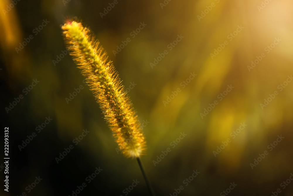 Yellow flowers with orange light of the sun in the evening the winter