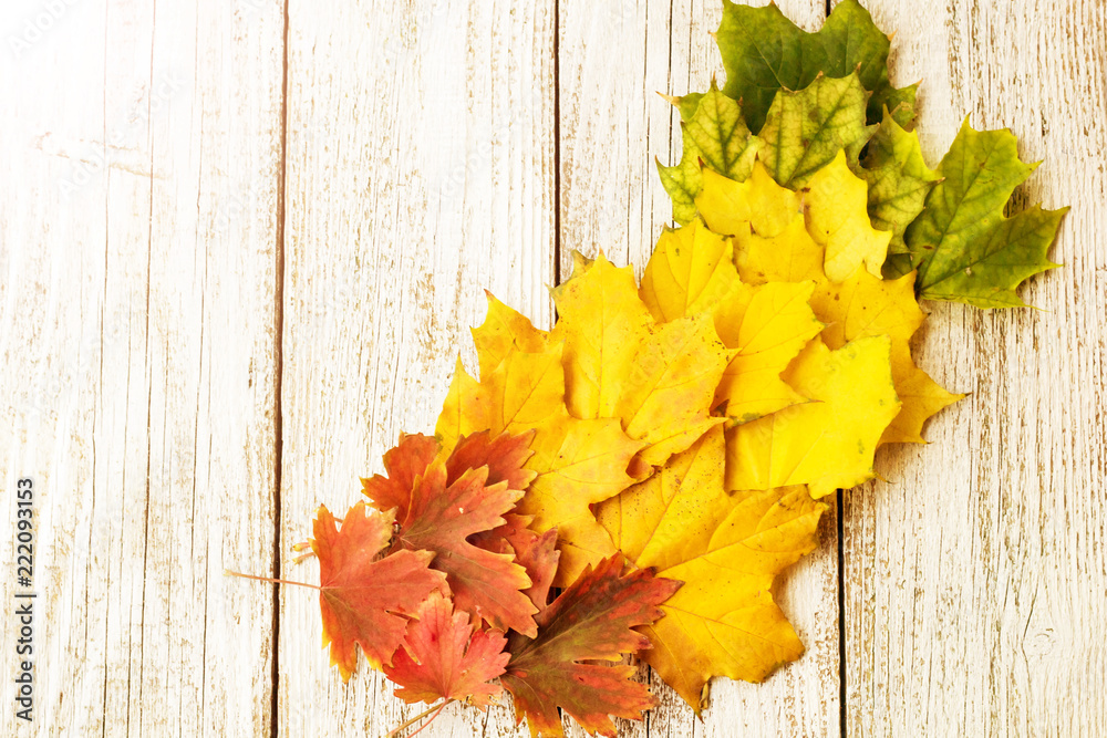 Autumn composition with colorful leaves of different trees in a corner of the frame on a white wooden background Autumn composition with colorful leaves of different trees in a corner of the frame on a white wooden background