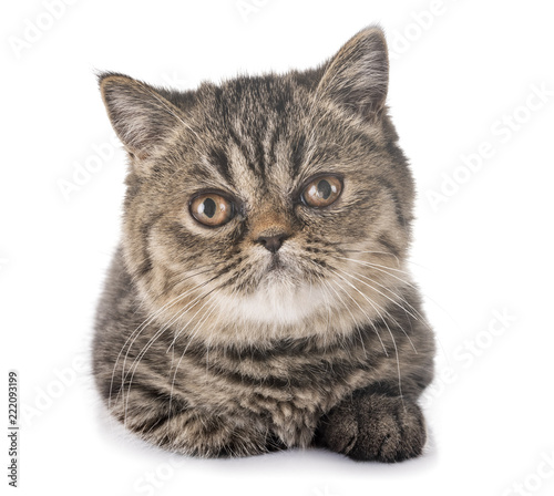 exotic shorthair kitten