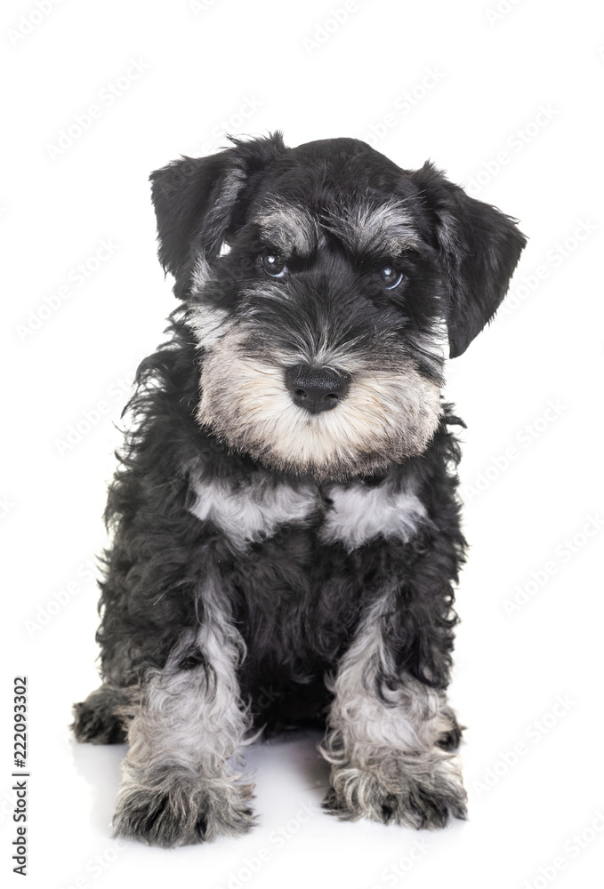 puppy miniature schnauzer