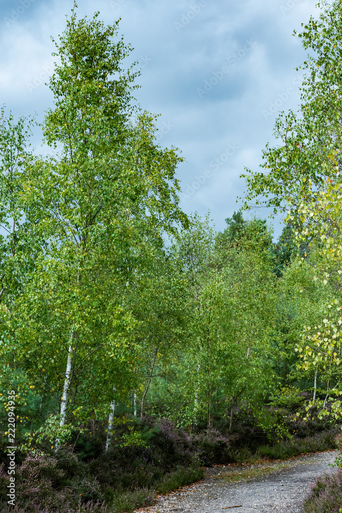 Fototapeta premium trees in the forest