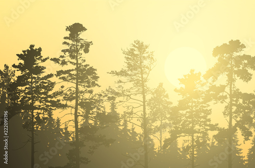 Vector illustration of coniferous forest with pines and spruces, under morning yellow and orange sky with rising sun