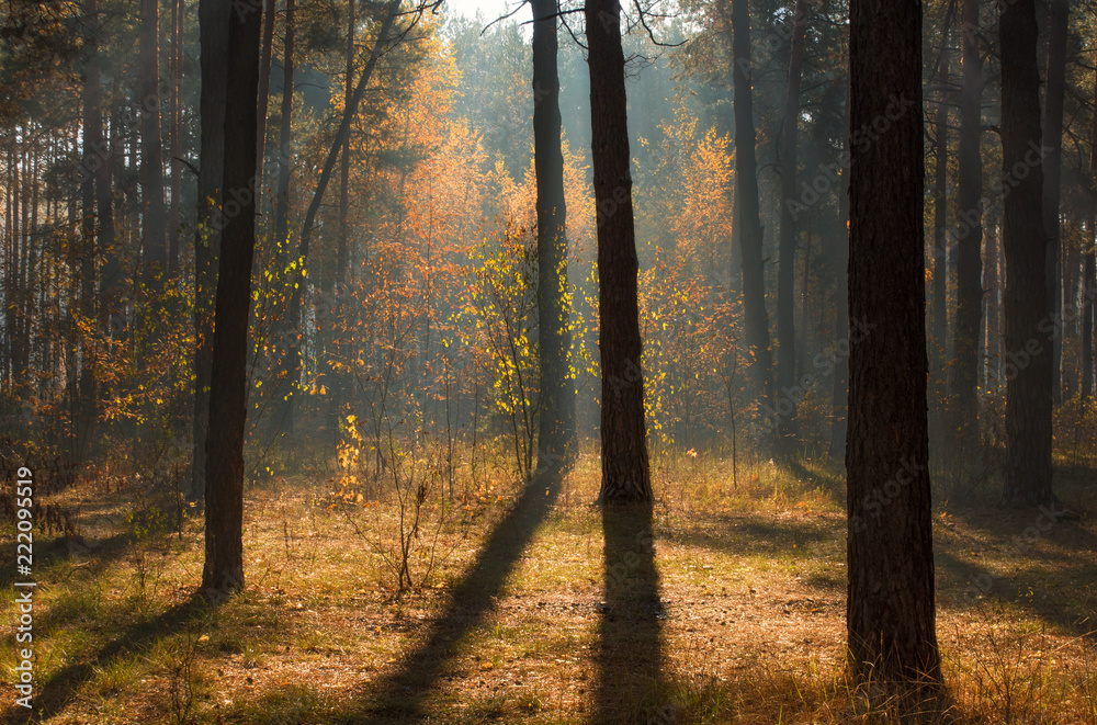 Fototapeta premium Walk in the autumn forest. Autumn colors. Sun rays.