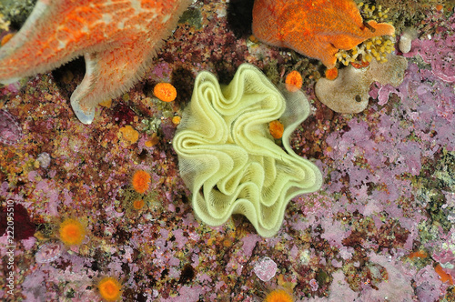 Nudibranch eggs