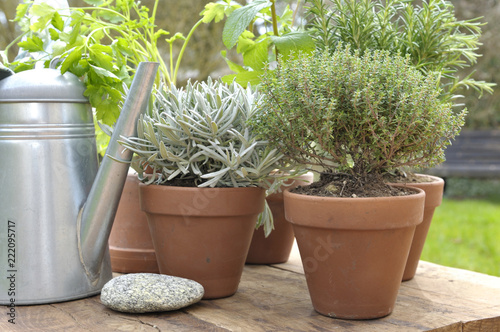 potted aromatic plant put on a table  in garden